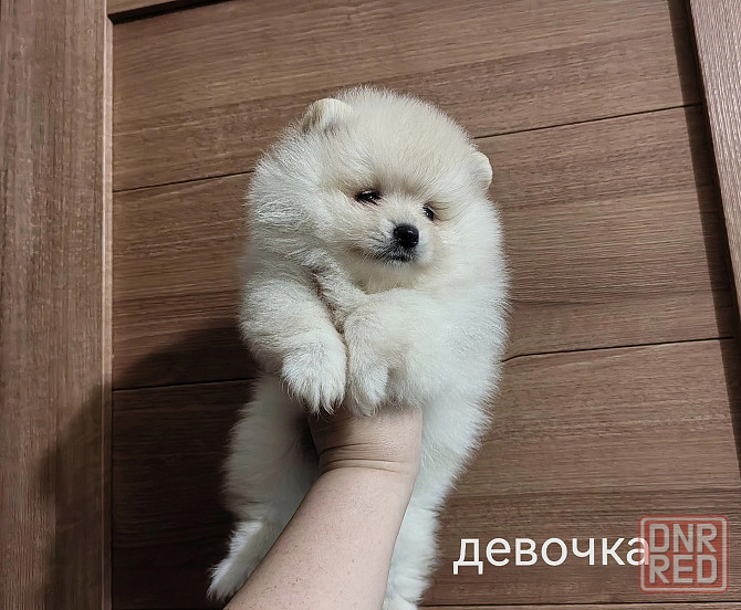 Шикарная девочка померанского шпица. Донецк - изображение 2