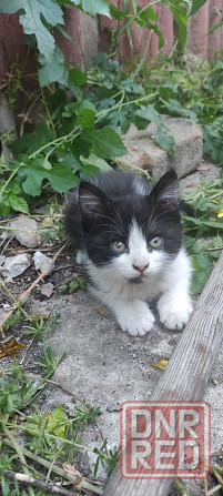 Котята в добрые руки Макеевка - изображение 6
