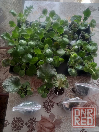 Продам детки фиалок Донецк - изображение 1