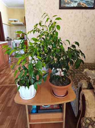 продам комнатные цветы Донецк