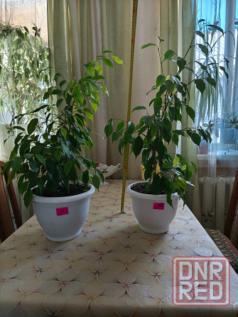 продам комнатные цветы Донецк - изображение 8
