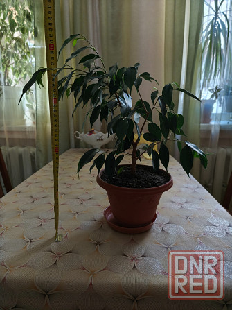 продам комнатные цветы Донецк - изображение 3