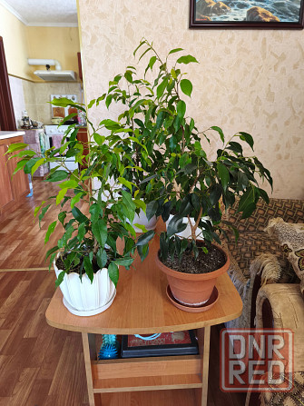продам комнатные цветы Донецк - изображение 2