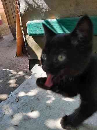 Отдам котенка в хорошие руки Макеевка