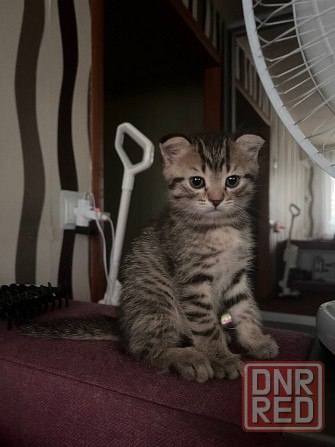 Милый шотландский котёнок Донецк - изображение 1