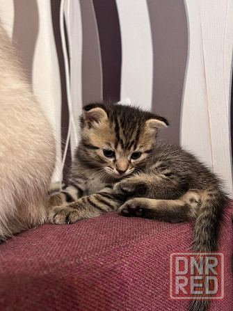 Милый шотландский котёнок Донецк - изображение 4