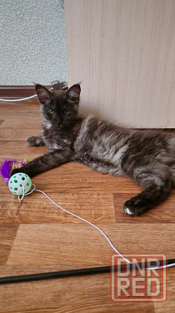 Котёнок мейн-кун Донецк - изображение 4