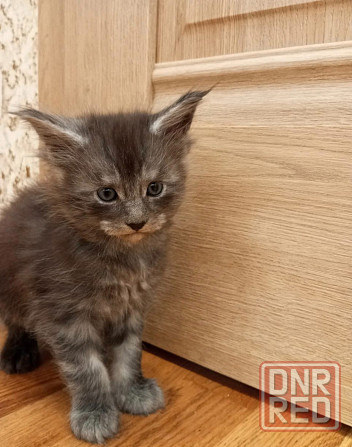 Котёнок мейн-кун Донецк - изображение 1
