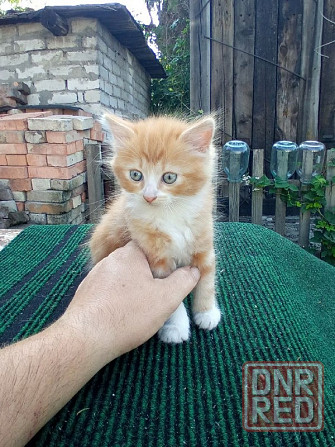 Отдам котят в хорошие руки Донецк - изображение 3
