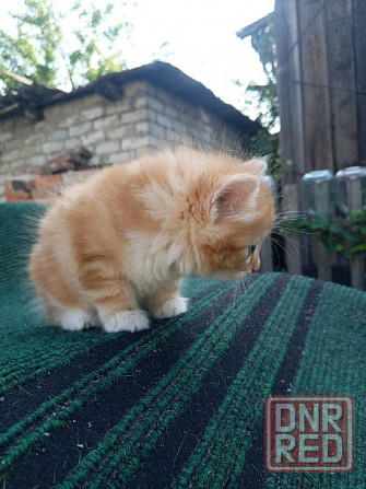Отдам котят в хорошие руки Донецк - изображение 2