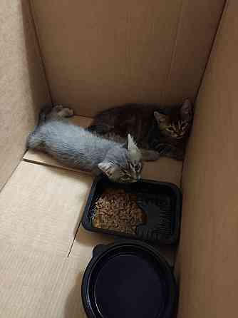 Отдам котят в добрые ручки (Мальчик и девочка, 2 месяца) Донецк