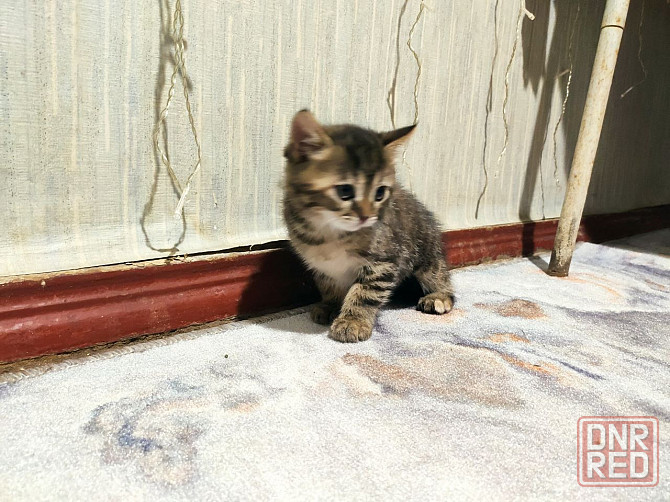 Отдам котят в добрые ручки (Мальчик и девочка, 2 месяца) Донецк - изображение 3