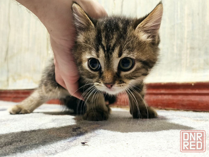 Отдам котят в добрые ручки (Мальчик и девочка, 2 месяца) Донецк - изображение 4