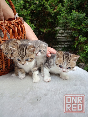 Шотландские котята Донецк - изображение 3