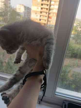 Отдам котёнка Макеевка