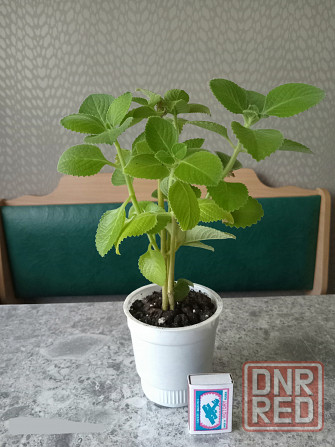 Плектрантус укоренённый (в стаканчике 4 шт.) Донецк - изображение 1