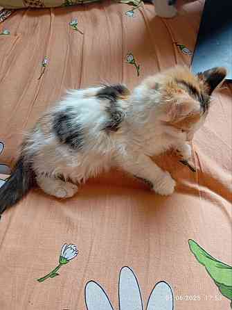 Котята Донецк