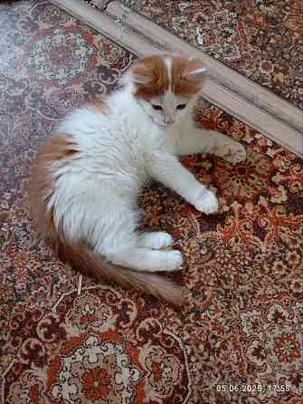 Котята Донецк