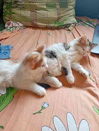 Котята Донецк