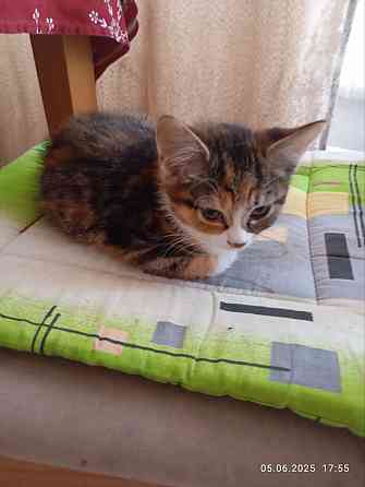 Котята Донецк