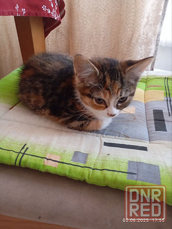 Котята Донецк - изображение 3