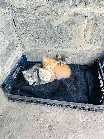 Отдам бесплатно Донецк