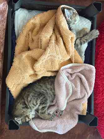 Котята Макеевка