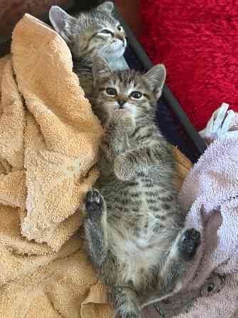 Котята Макеевка