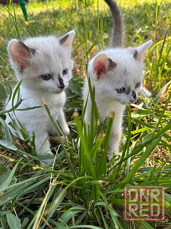 Отдам в добрые руки кусочек счастья Макеевка - изображение 1