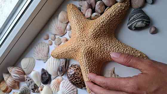 Ракушки и морские звезды Донецк