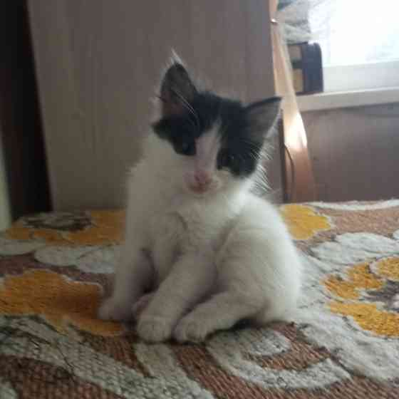 Сибирские котята Донецк