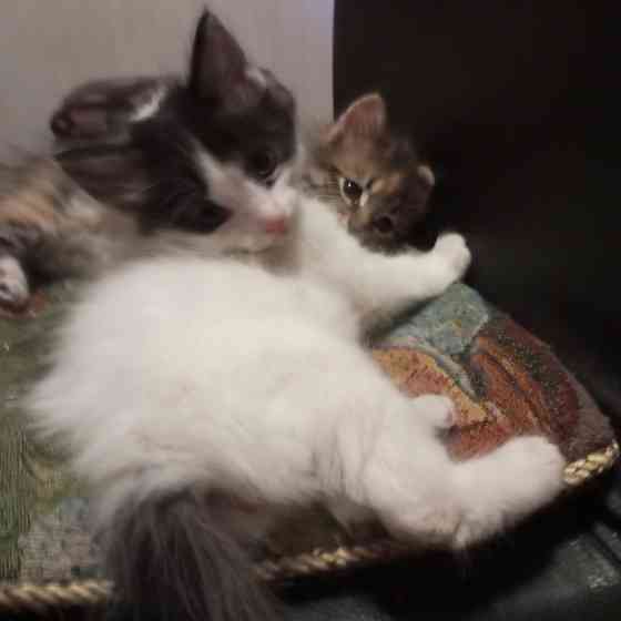 Сибирские котята Донецк