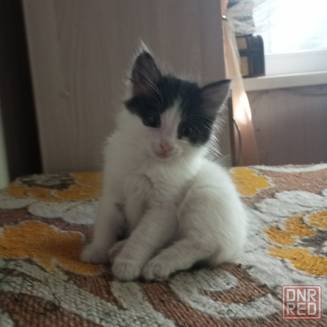 Сибирские котята Донецк - изображение 2