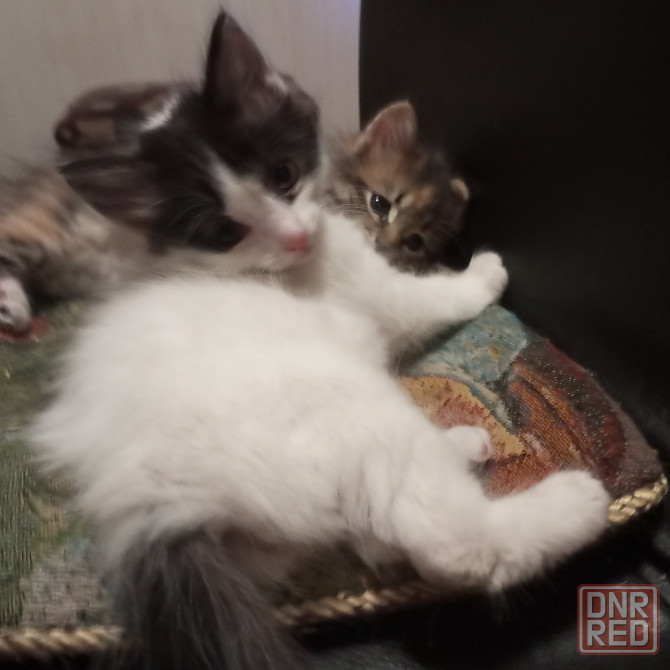 Сибирские котята Донецк - изображение 3