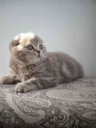 Шотландский вислоухий котенок Донецк