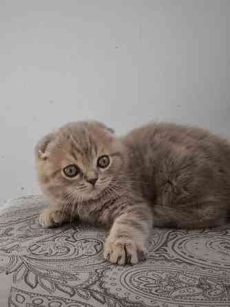 Шотландский вислоухий котенок Донецк