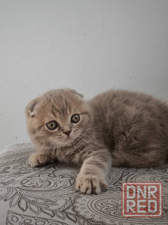 Шотландский вислоухий котенок Донецк - изображение 5