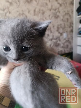 Шотландские голубые котята, мальчик и девочка. Луганск - изображение 1