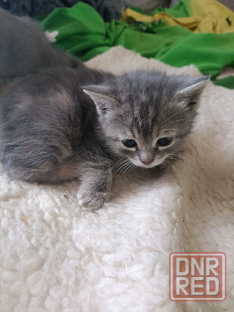 Шотландские голубые котята, мальчик и девочка. Луганск - изображение 3