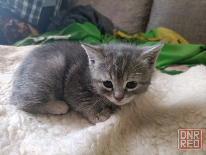 Шотландские голубые котята, мальчик и девочка. Луганск - изображение 2