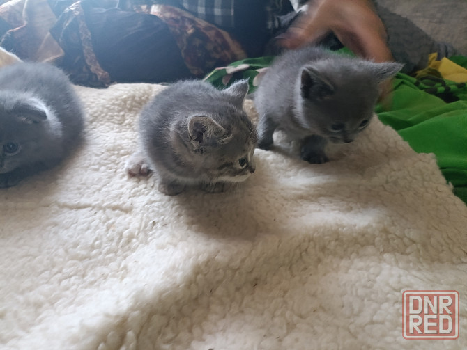 Шотландские голубые котята, мальчик и девочка. Луганск - изображение 4
