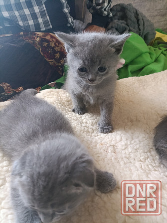 Шотландские голубые котята, мальчик и девочка. Луганск - изображение 5