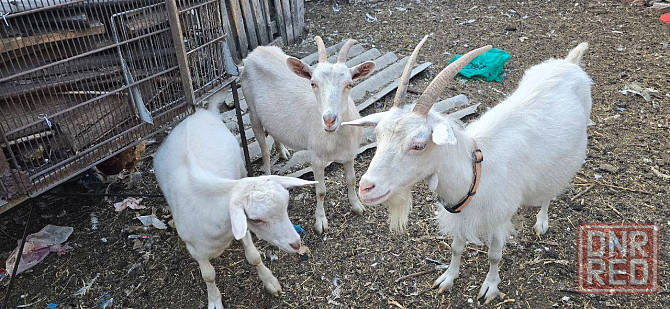 Продам коз Донецк - изображение 2