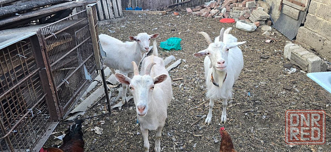 Продам коз Донецк - изображение 1