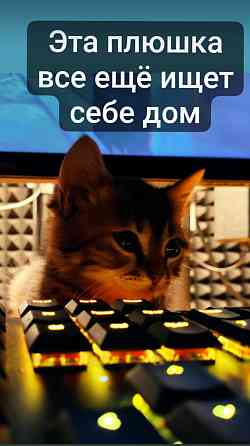 Котенок Донецк