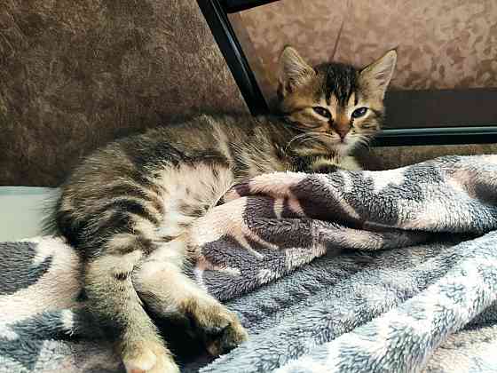 Котенок Донецк