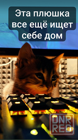 Котенок Донецк - изображение 1