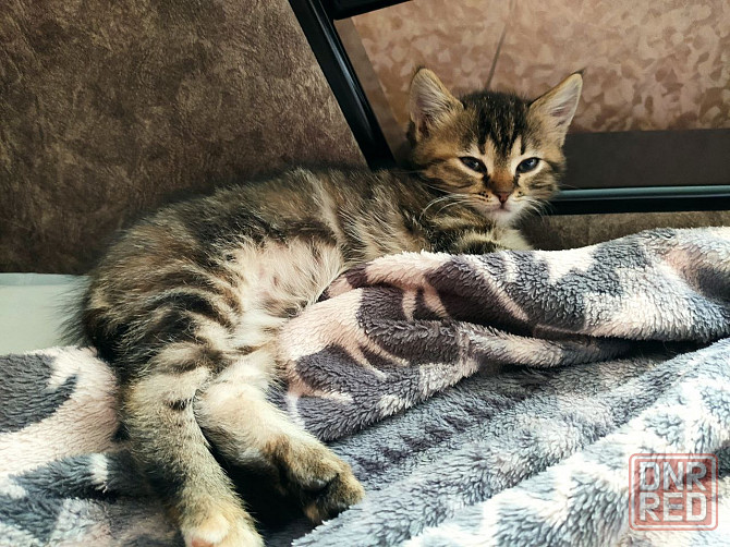 Котенок Донецк - изображение 2
