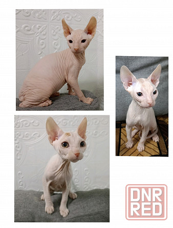 Котята Донского сфинкса Донецк - изображение 4