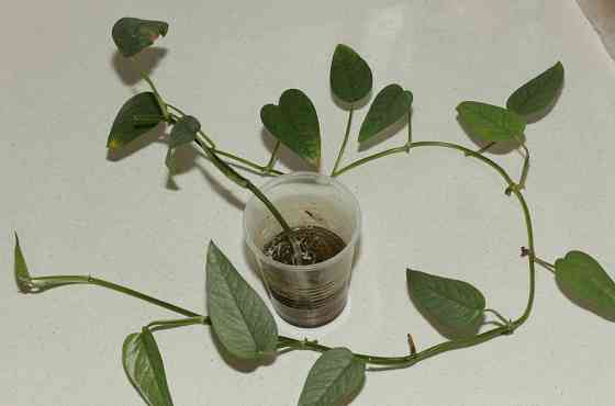 Монстера Сильвер Лиф (Monstera Silver Leaf) Донецк